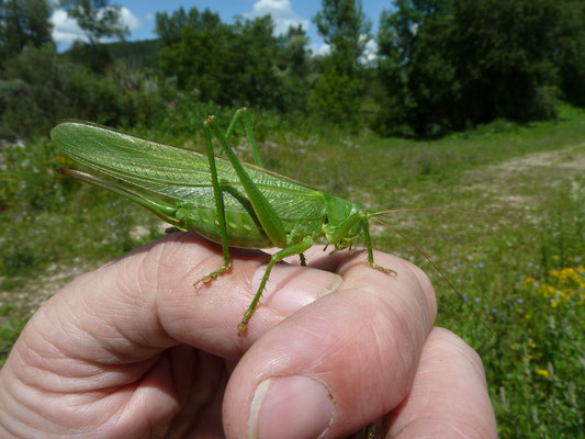Grote groene sabelsprinkhaan