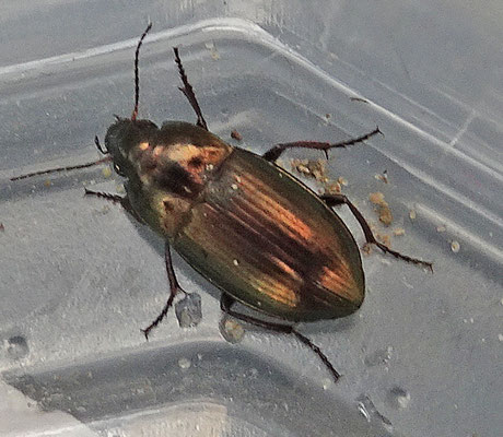 Amara spreta - Platte glimmer