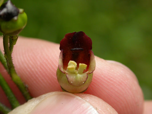 Scrophularia nodosa - Knopig helmkruid