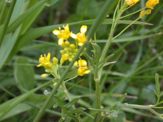 Rorippa sylvestris - Akkerkers