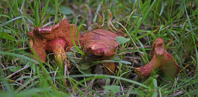Chalciporus rubinus - Robijnboleet