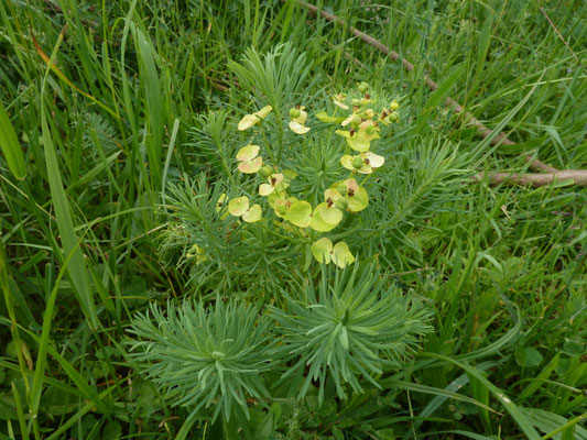 Euphorbia cyparissias - Cypreswolfsmelk