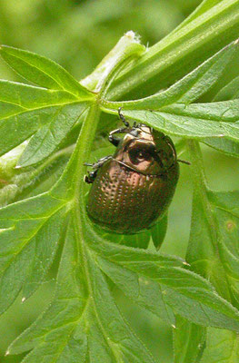 Chrysolina oricalcia - Voorjaarsgoudhaan