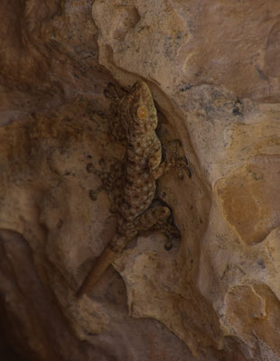 Sinai bladvingergekko