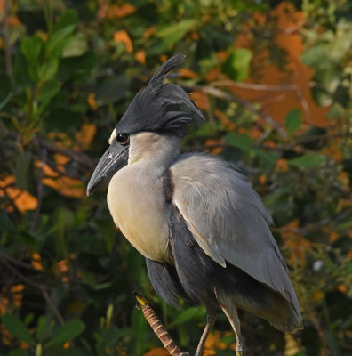 Boat-billed Heron