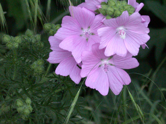 Malva moschata - Muskuskaasjeskruid