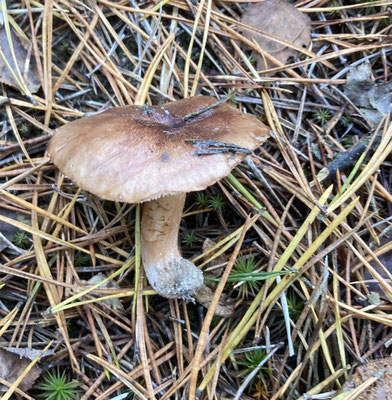 Tricholoma albobrunneum - Witbruine ridderzwam