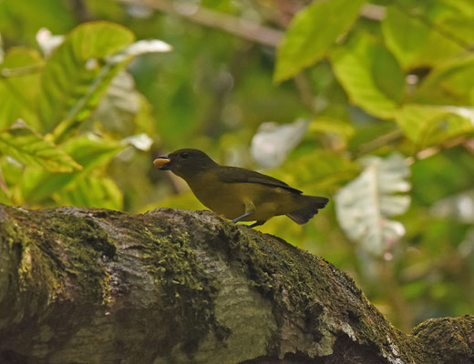 Violaceous Euphonia, female