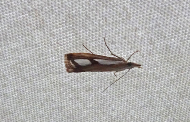 Catoptria permutatellus_osthelderi - Brede/Smalle Vlakjesmot