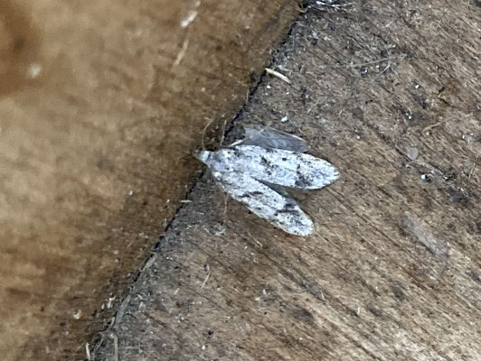 Diurnea fagella - Voorjaarskortvleugelmot