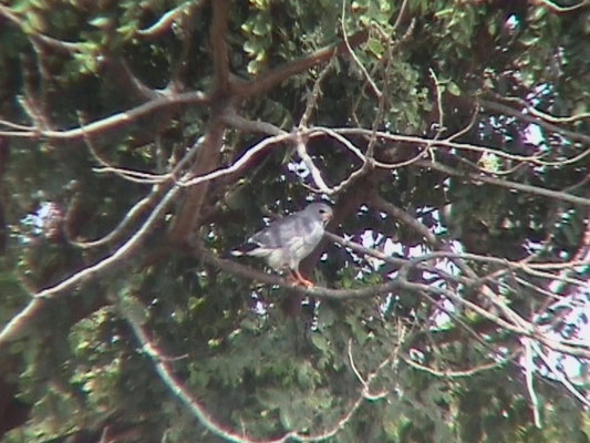 Lizard Buzzard