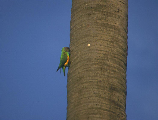 Poicephalus senegalus - Senegal Parrot