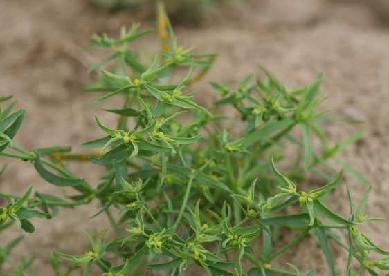 Euphorbia exigua - Kleine wolfsmelk