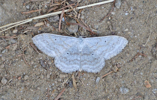 Scopula immutata - Bosspanner