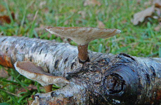 Polyporus brumalis - Winterhoutzwam