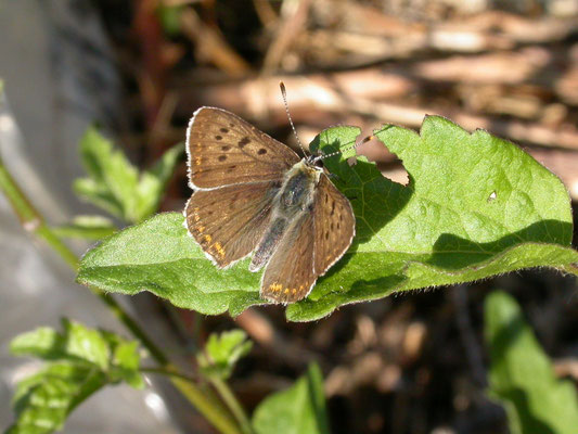 bruine vuurvlinder (Lycana tityrus), man