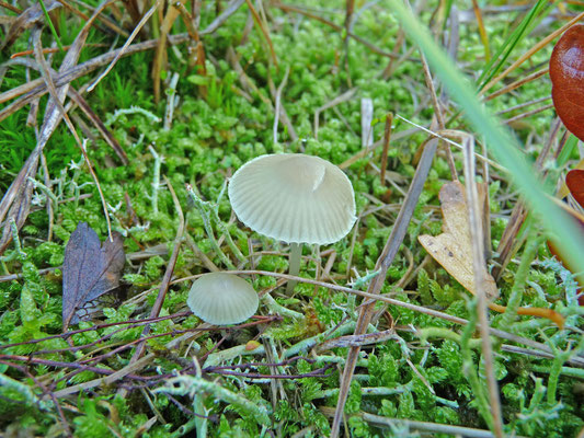 Mycena chlorantha - Groene mycena