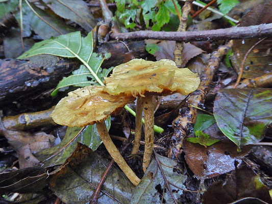 Hypholoma subericaeum - Modderzwavelkop