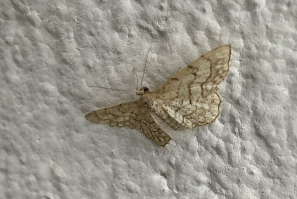 Idaea moniliata