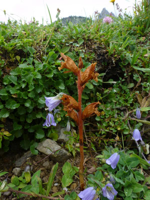 Orobanche minor - Klavervreter