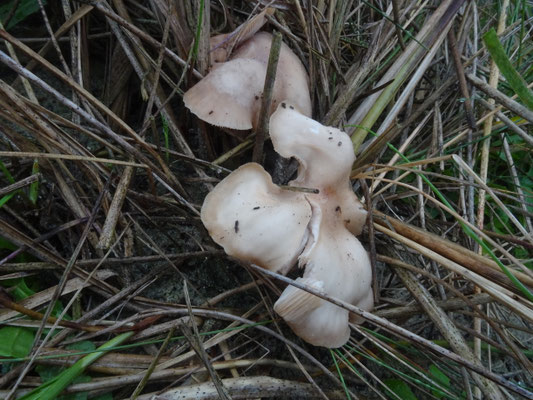 Leucopaxillus paradoxus - Helmdikhoed