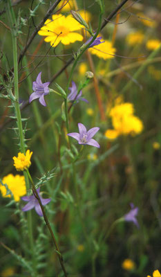 Campanula rapunculus - Rapunzelklokje