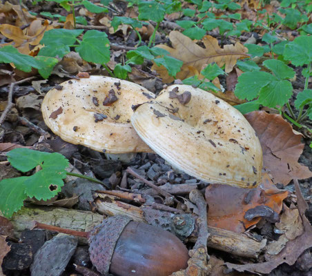 Lactarius zonarius - Fijngegordelde melkzwam