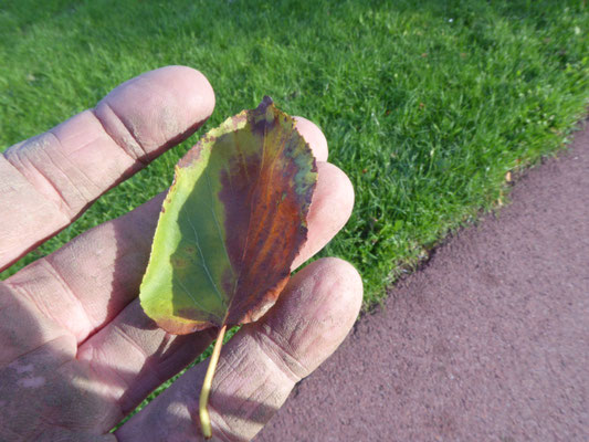 Alnus cordata - Hartbladige els