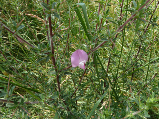 Ononis repens spinosa - Kattendoorn