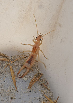 Grote oorworm