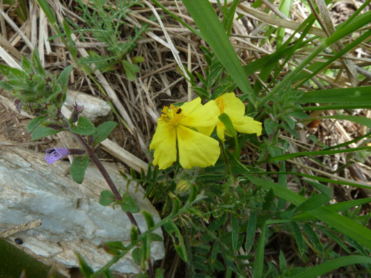 Helianthemum nummularium - Geel zonneroosje