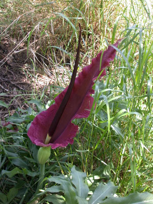 Dracunculus vulgaris - Drakenwortel