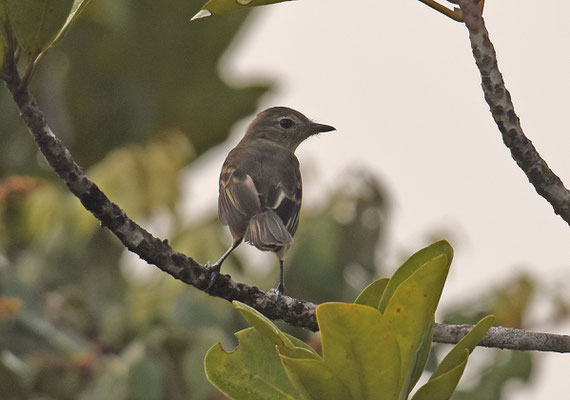 Rufous-crowned Elaenia