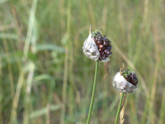 Allium vineale - Kraailook