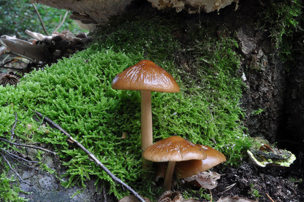 Xerula radicata - Beukwortelzwam