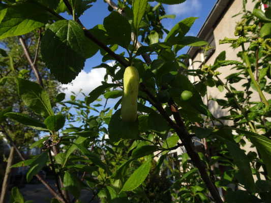 Taphrina pruni - Narrentasje