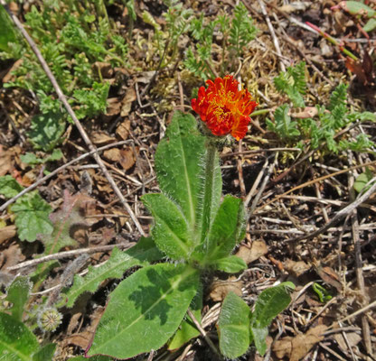 Pilosella aurantiaca - Oranje havikskruid