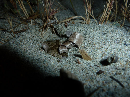 Pelobates syriacus
