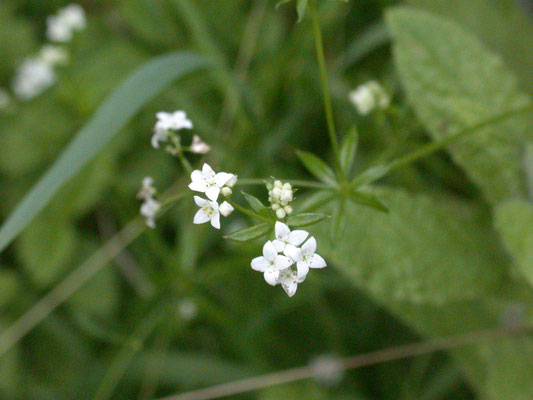 Galium uliginosum - Ruw walstro
