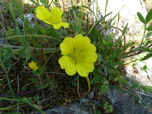 Potentilla hirta