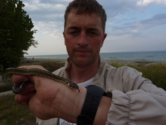 Martin met Natrix persa persa