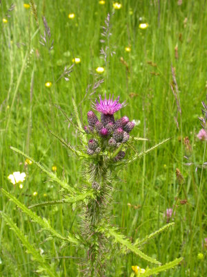 Cirsium palustre - Kale jonker