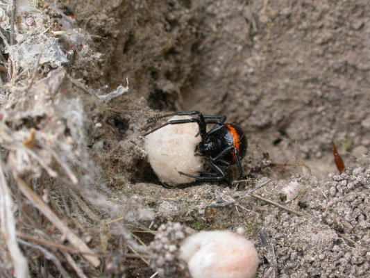 Steatodea paykulliana (valse weduwe)