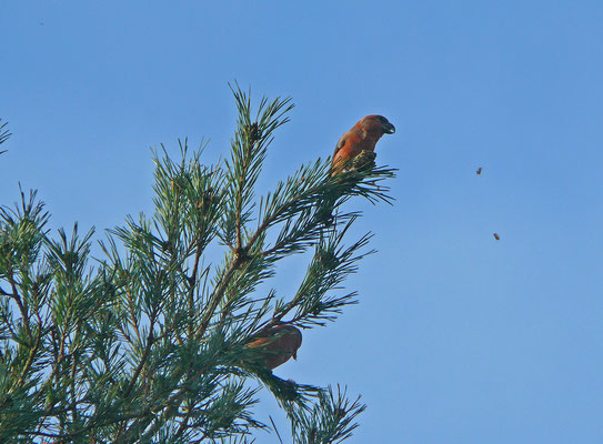 Grote kruisbek