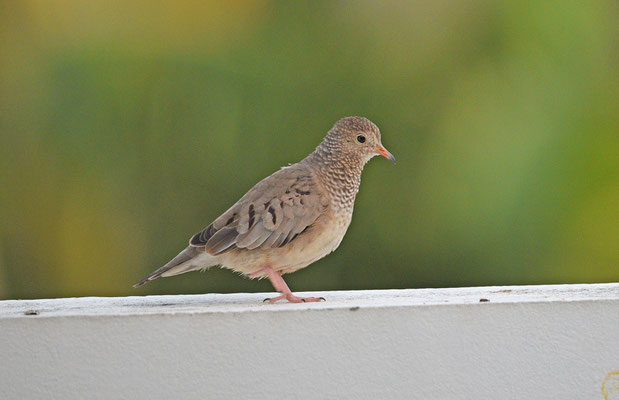 Common Ground Dove
