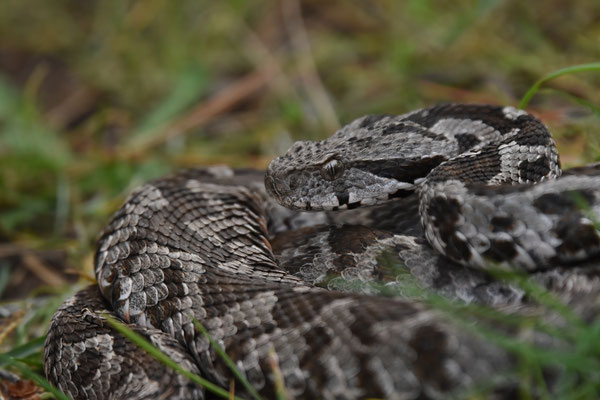 Ottomaanse Adder