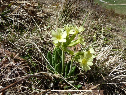 Primula vulgaris - Stengelloze sleutelbloem