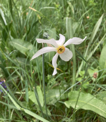 Witte Narcis