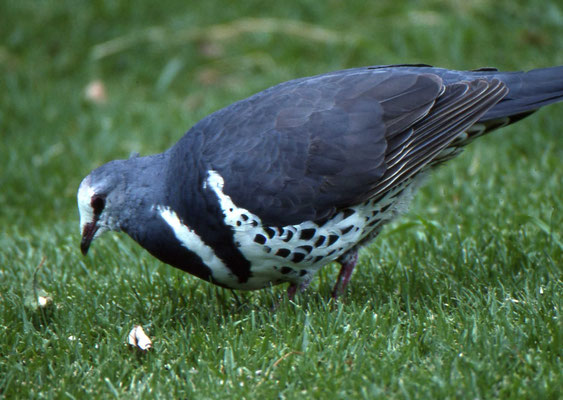 Wonga Pigeon
