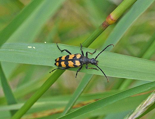 Gevlekte smalboktor - Lepturia quadriafasciata